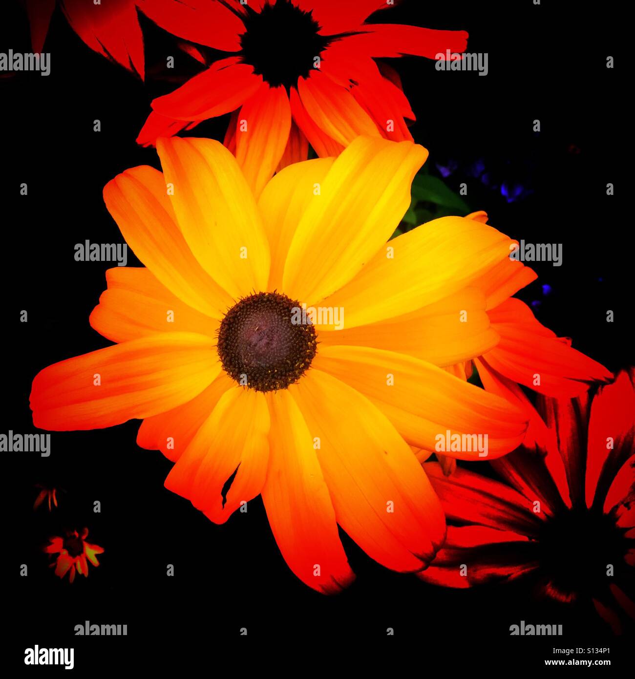 Brown eyed Susan - Smartphone-aufgenommenes Stockfoto