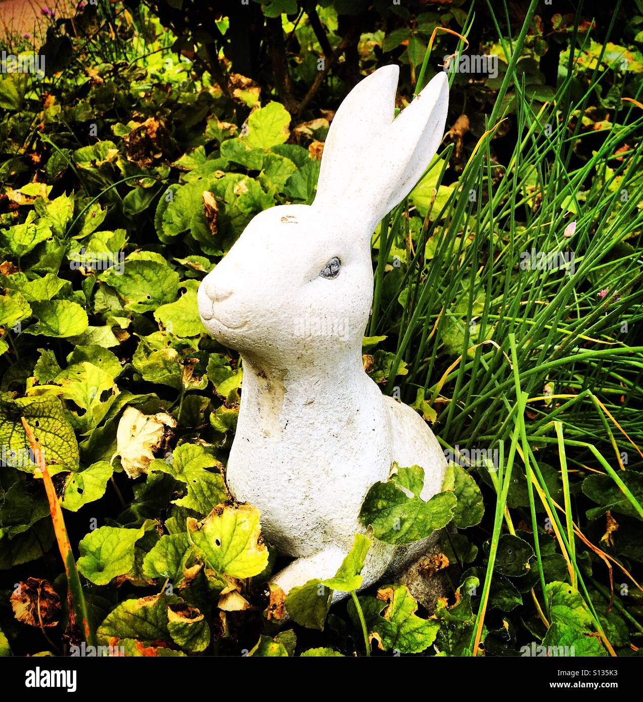 Weißes Kaninchen in einem Garten - Smartphone-aufgenommenes Stockfoto