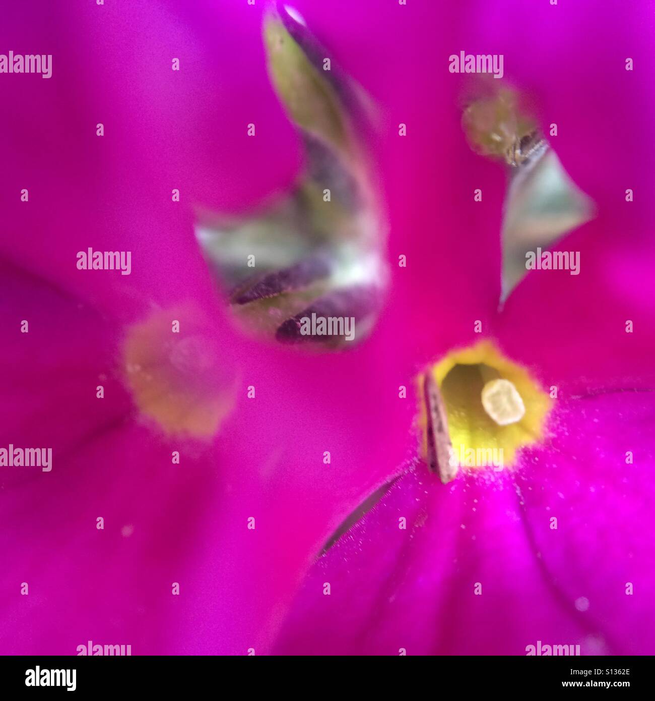 In der Pink - Blume Nahaufnahme - Smartphone-aufgenommenes Stockfoto