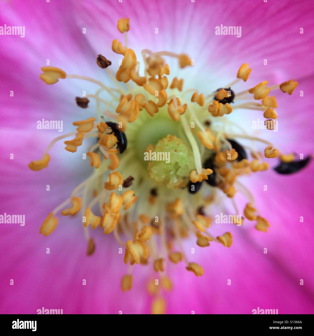 Pollen und rosa Blütenblätter - Nahaufnahme Blume - Smartphone-aufgenommenes Stockfoto