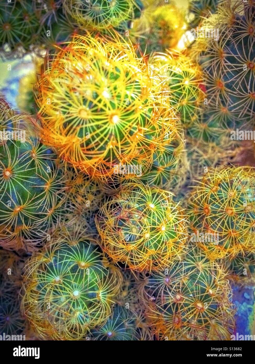 Mammillaria Elongata. Stockfoto