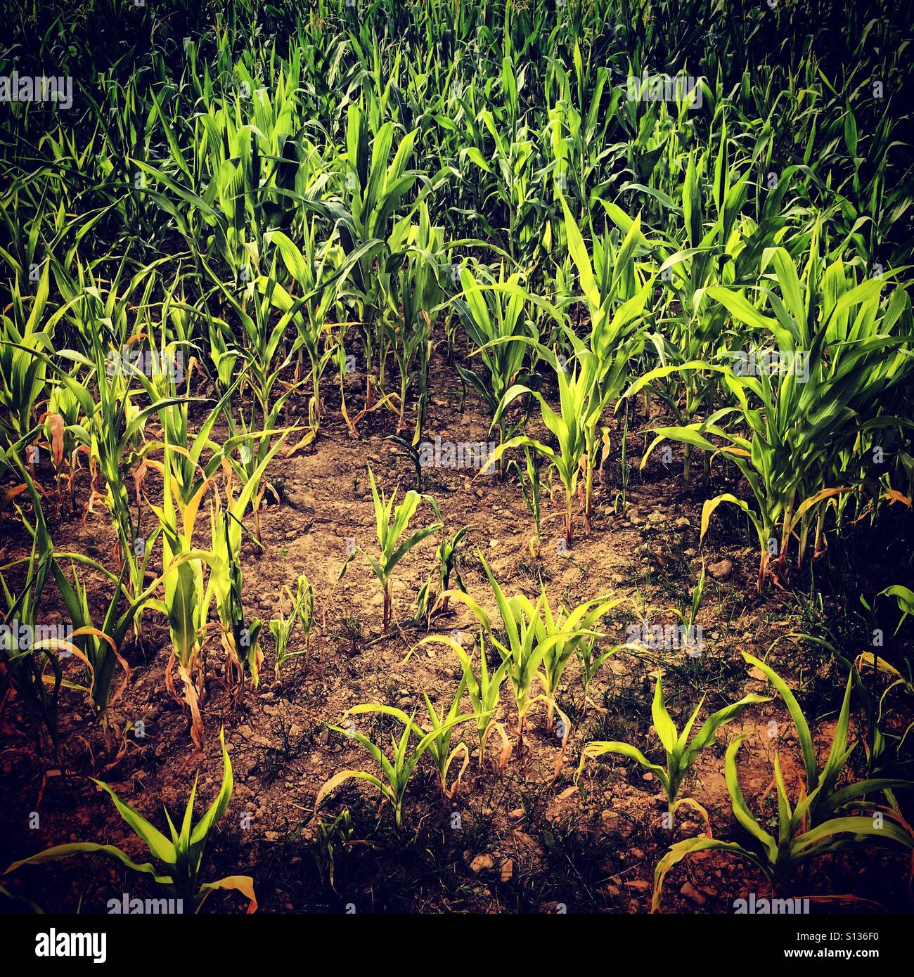 Anbau von Maispflanzen in einem Feld - Smartphone-aufgenommenes Stockfoto