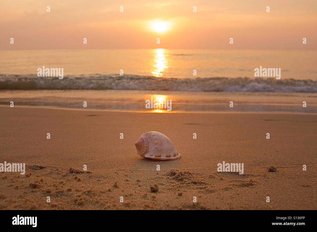 Sonnenuntergang Muschel Stockfoto