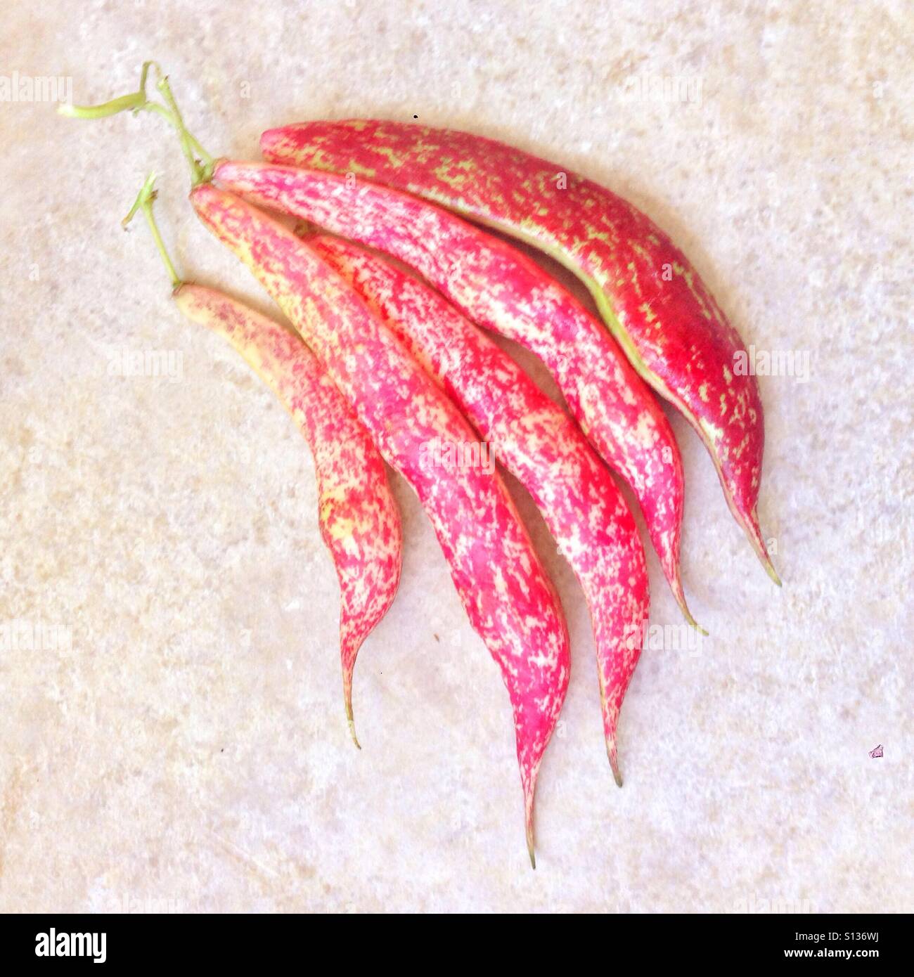 Homegrown Borlotti-Bohnen auch Romano oder Cranberry Bohnen genannt. Stockfoto