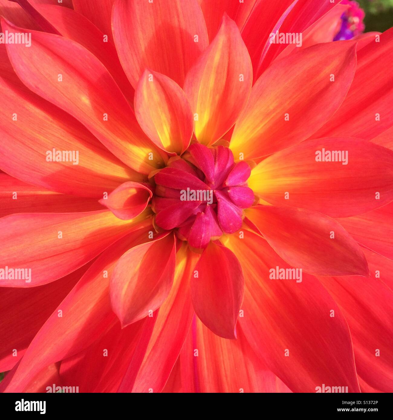 Dahlie - Nahaufnahme - Smartphone-aufgenommenes Stockfoto