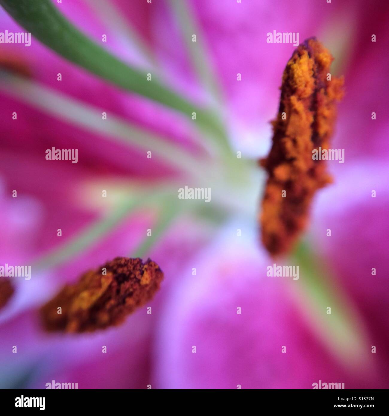Pollen - Nahaufnahme - Smartphone-aufgenommenes Stockfoto