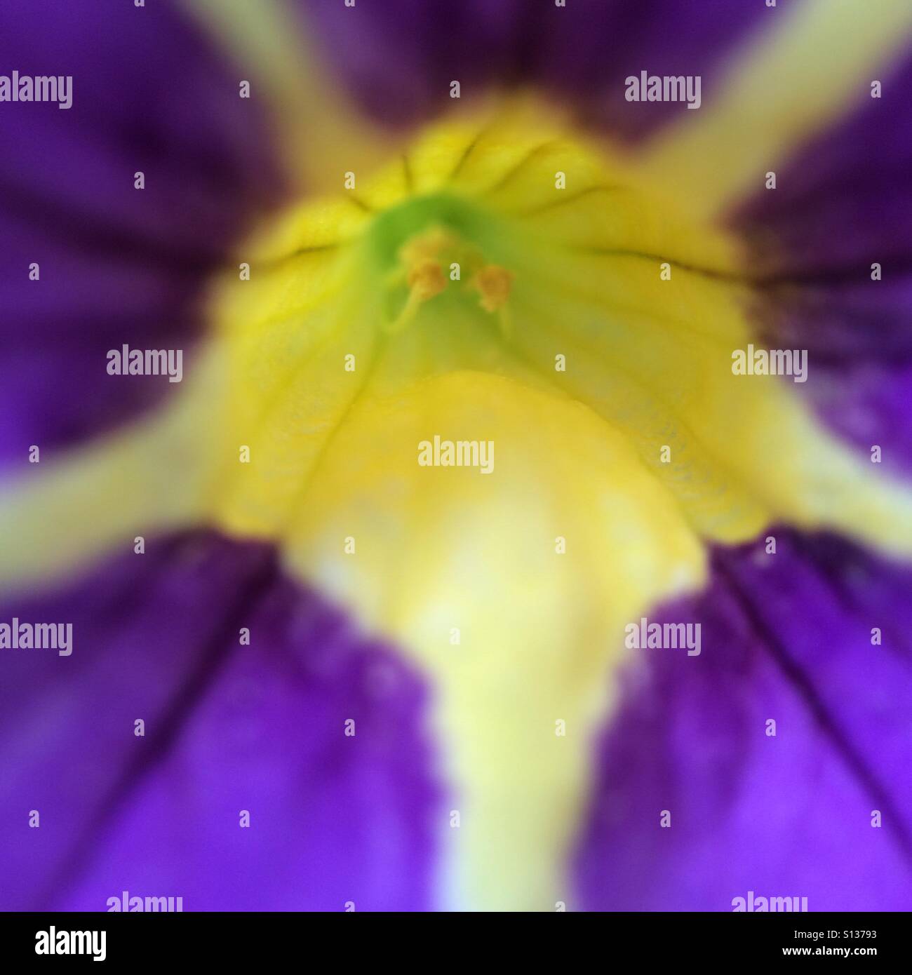 Lila Blume - gelbe detail - Smartphone-aufgenommenes Stockfoto