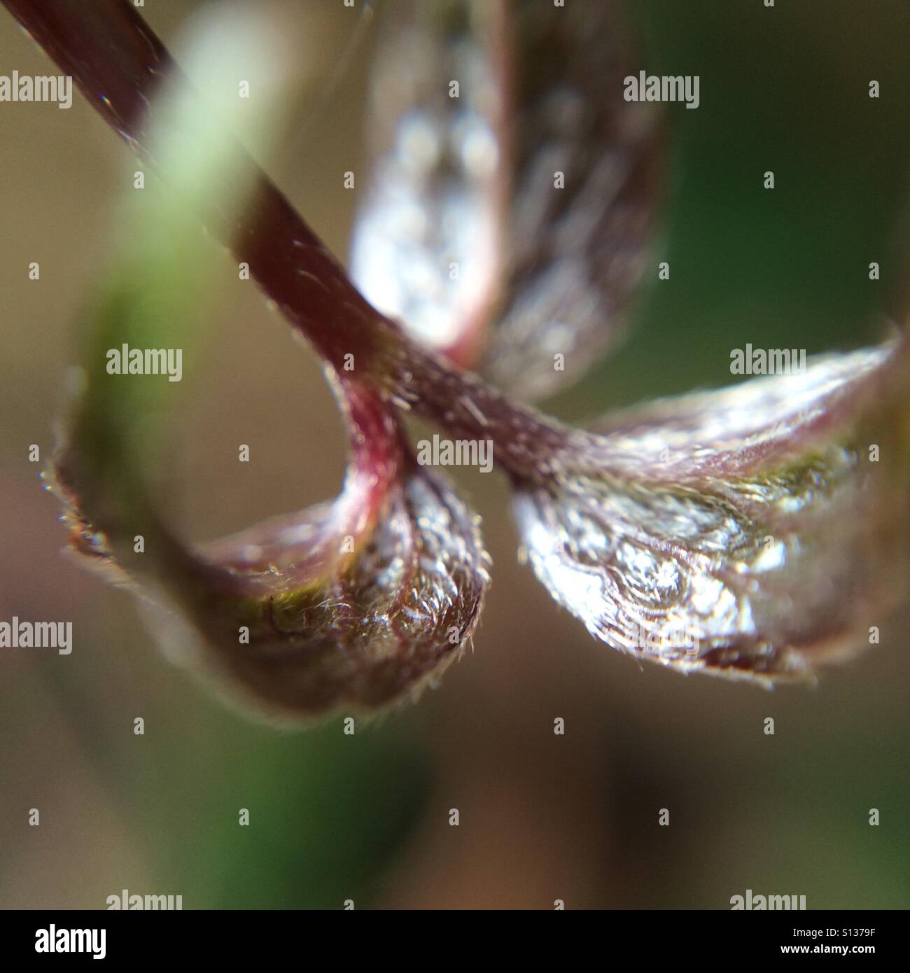 Clematis Blätter - Makro - Smartphone-aufgenommenes Stockfoto