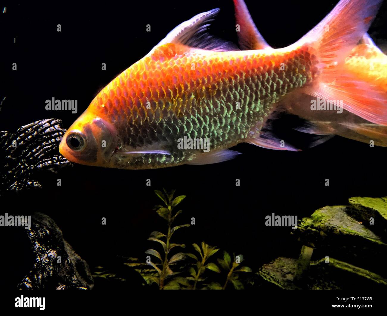 Aquarium in einem restaurant - Smartphone-aufgenommenes Stockfoto