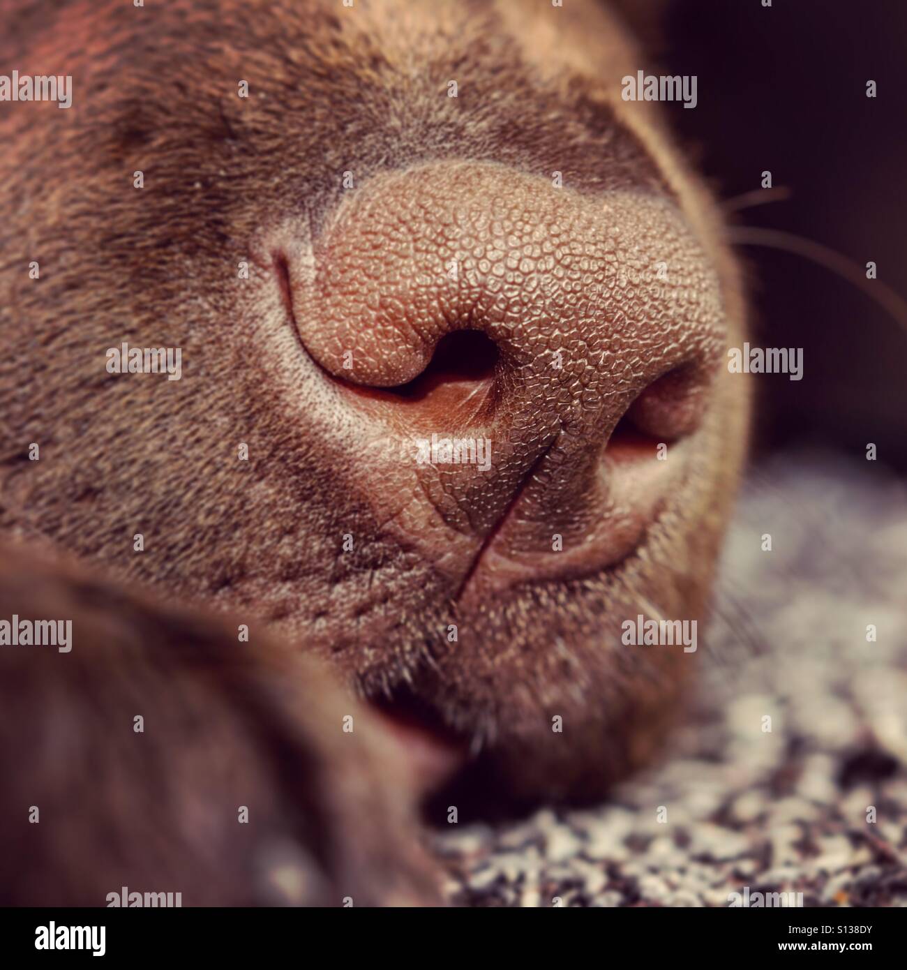 Nahaufnahme einer Welpen-Nase - Smartphone-aufgenommenes Stockfoto