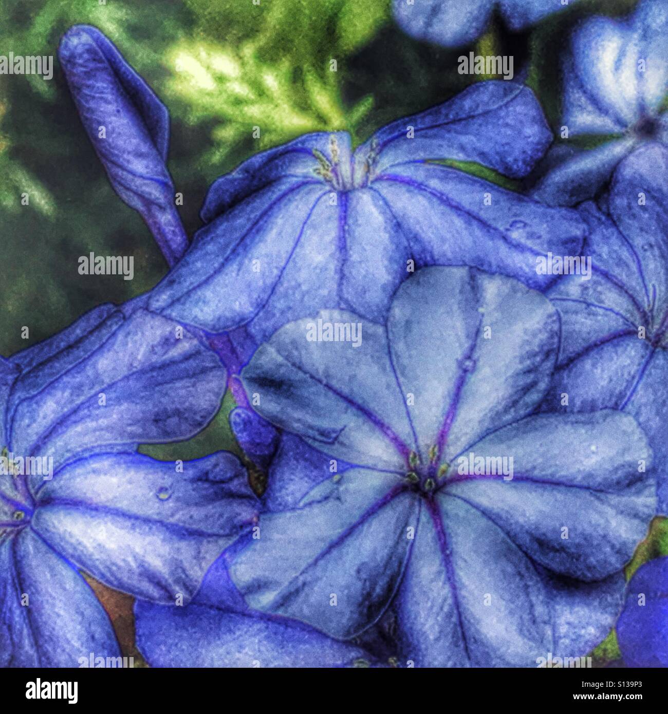 Plumbago Capensis oder Leadwort Stockfoto