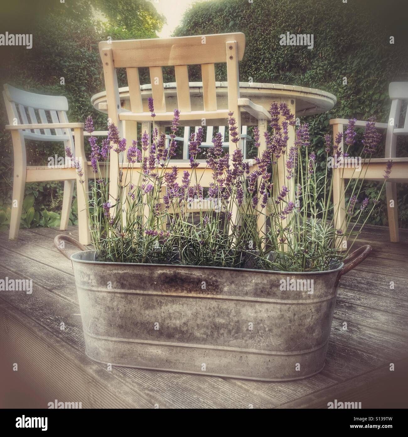 Lavendelpflanzen in einem rustikalen Metalltopf auf einer hölzernen Gartenterrasse mit Stühlen im Freien, in einer weichen, strukturierten, Vintage-Ästhetik. - Smartphone-aufgenommenes Stockfoto