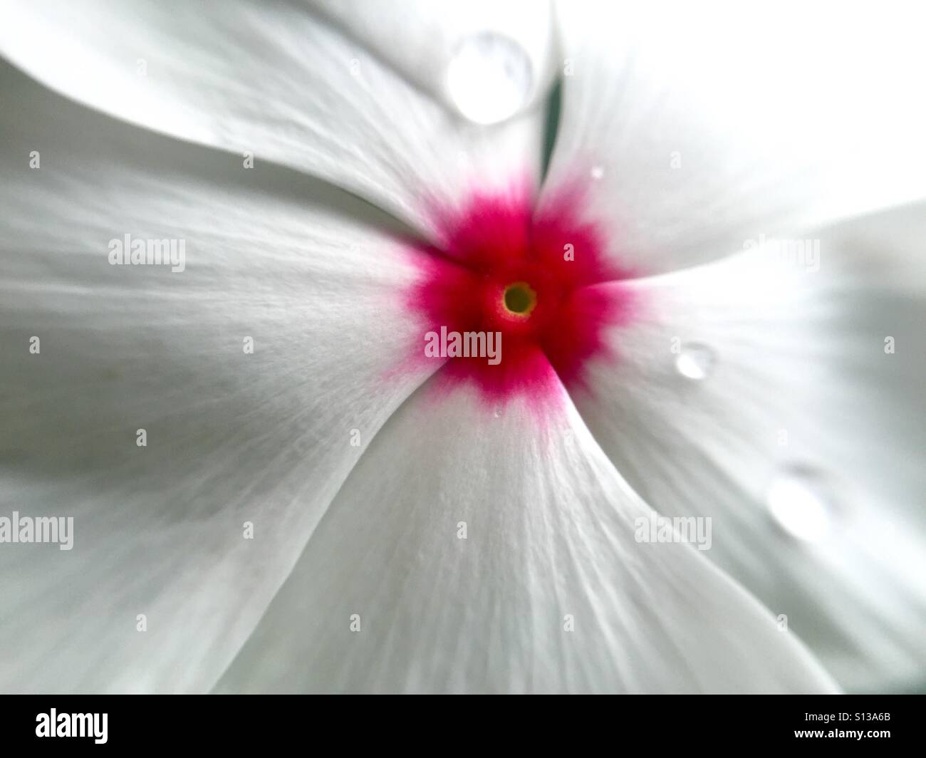 Weißen und rosafarbenen Vinca Blume mit Perlen des Wassers Stockfoto