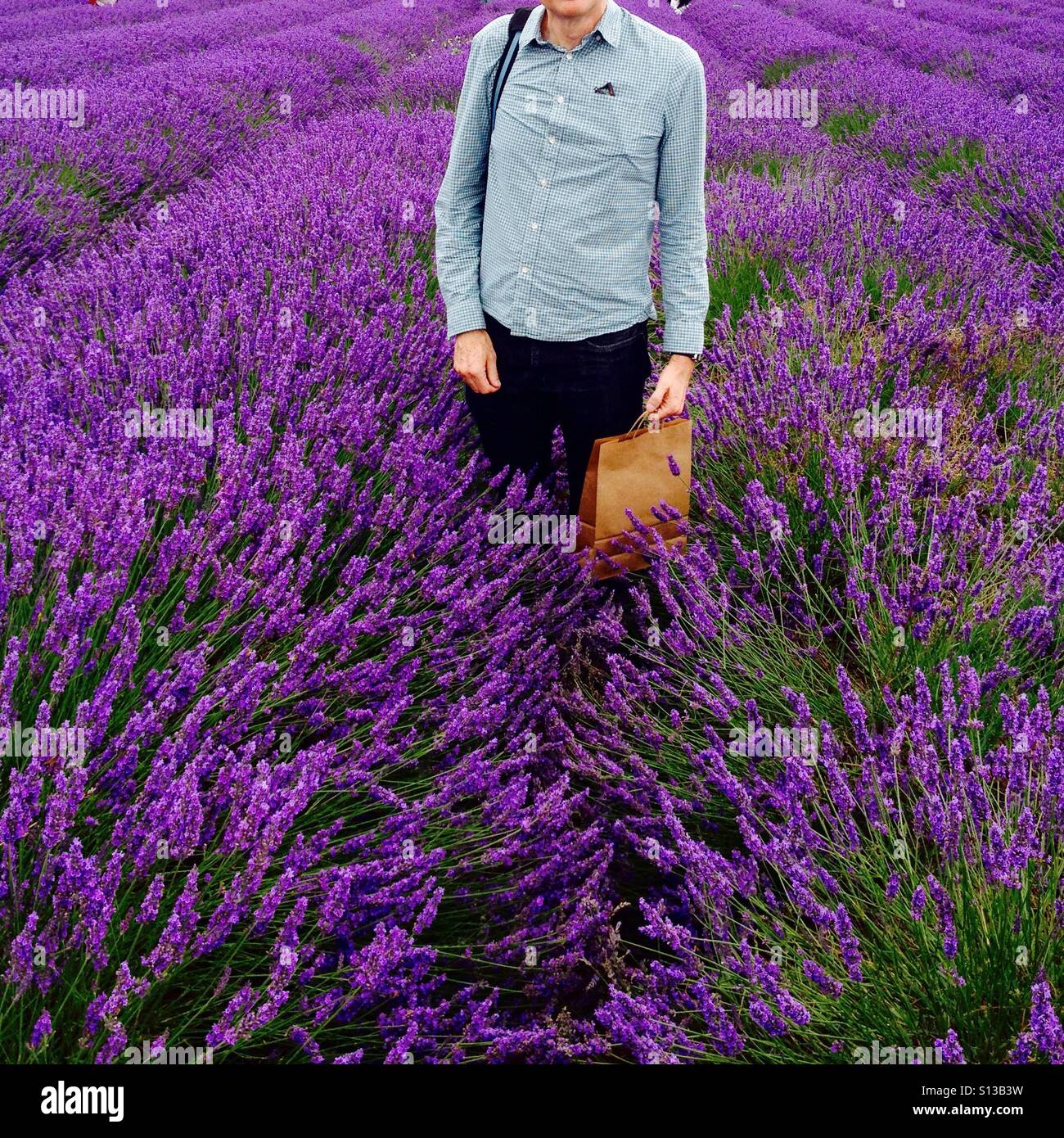 In der Mitte ein Lavendelfeld. - Smartphone-aufgenommenes Stockfoto