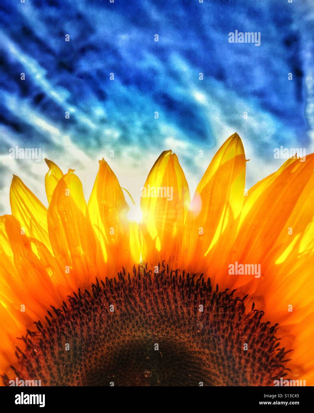Detail der Sonnenblume mit Sonne spähen zwischen Blüten vor blauem Himmel Stockfoto