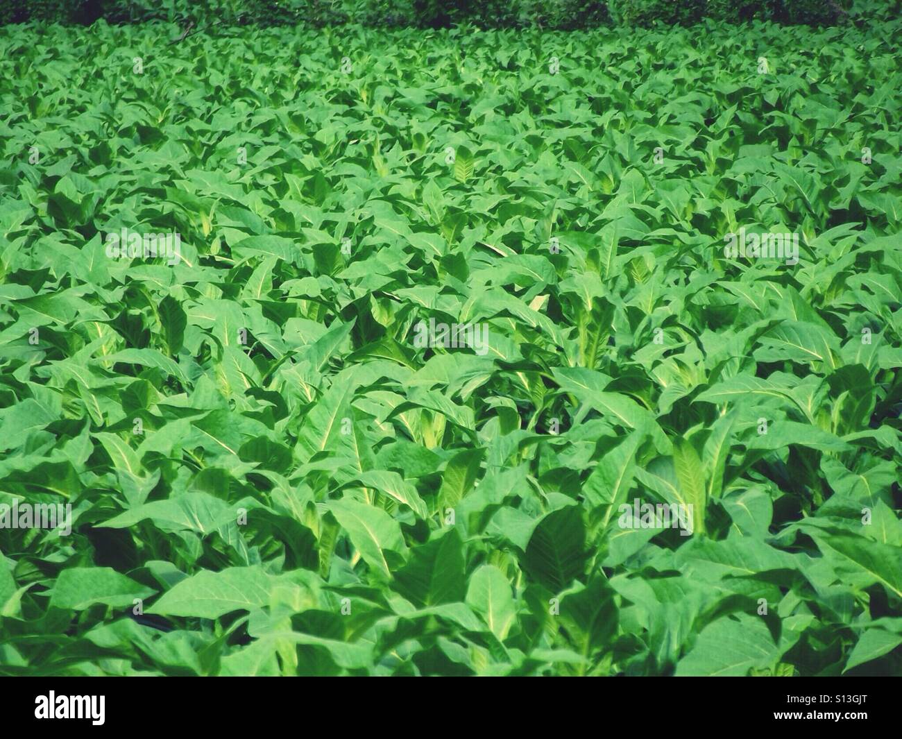 Tabakfeld Stockfoto