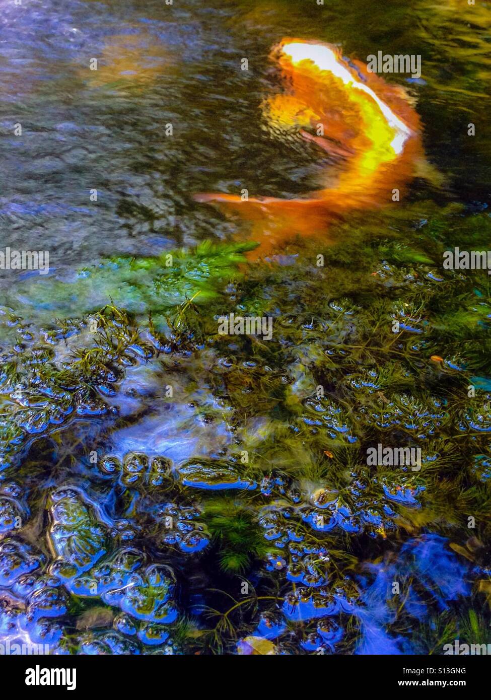 Fisch im teich Fotos und Bildmaterial in hoher Auflösung Alamy