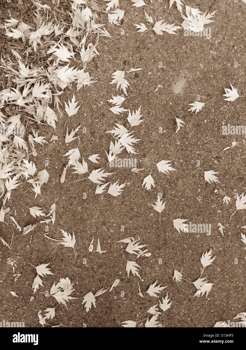 Warmen Sepia fängt das Gefühl des Herbstes mit verstreuten Blätter auf einem Steg. Stockfoto