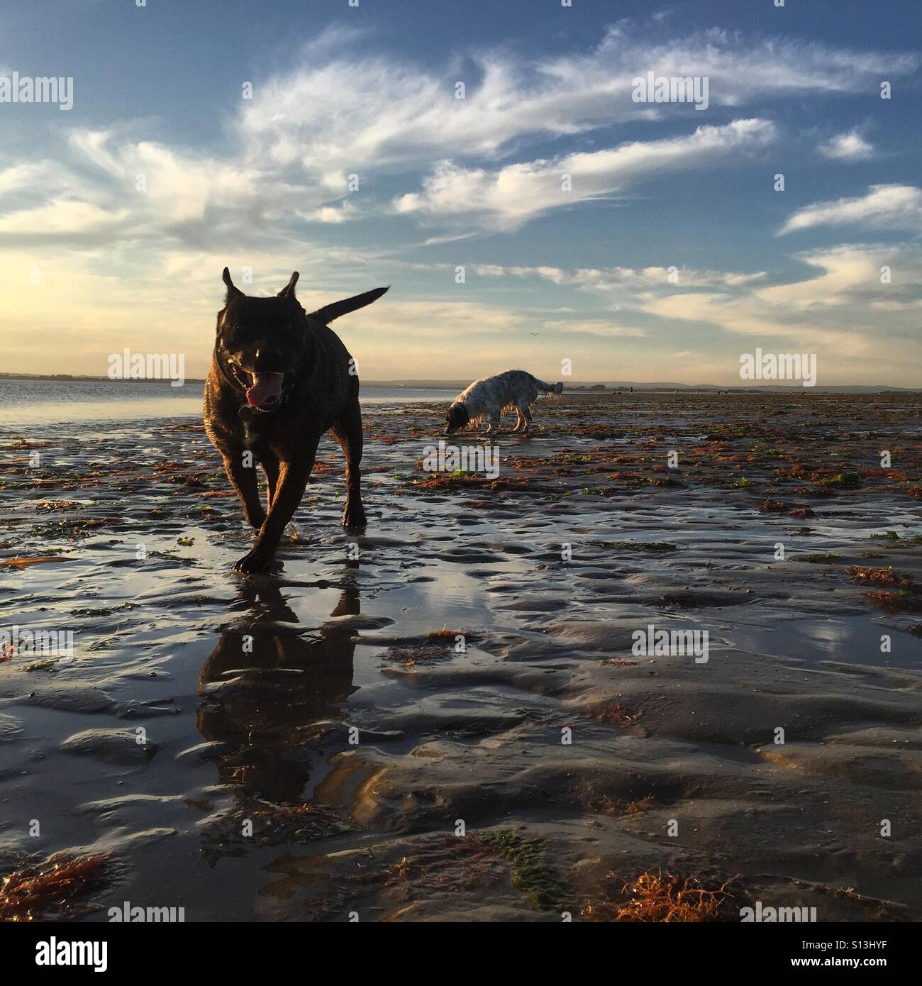 Staffordshire Bull Terrier und Springer Spaniel, die Spaß am Strand. Stockfoto