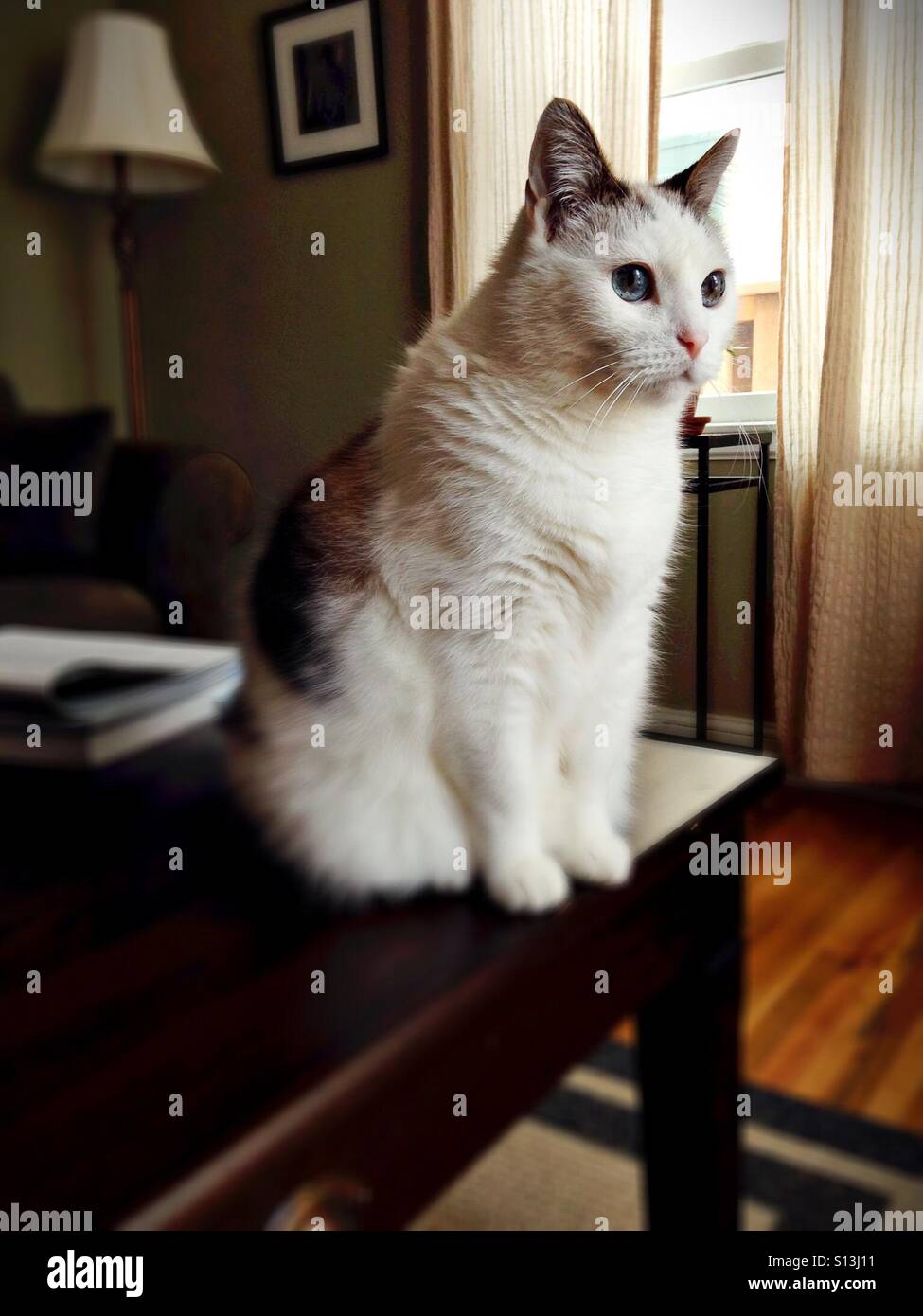 Eine süße Katze mit großen Augen auf einem Tisch. Stockfoto