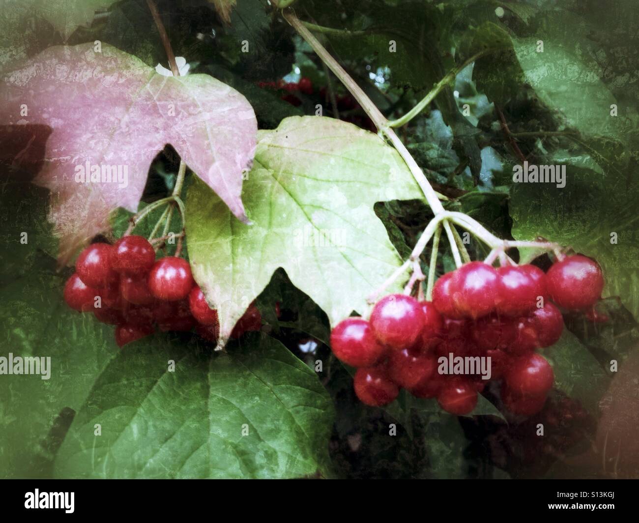 Viburnum Zweigen Stockfoto