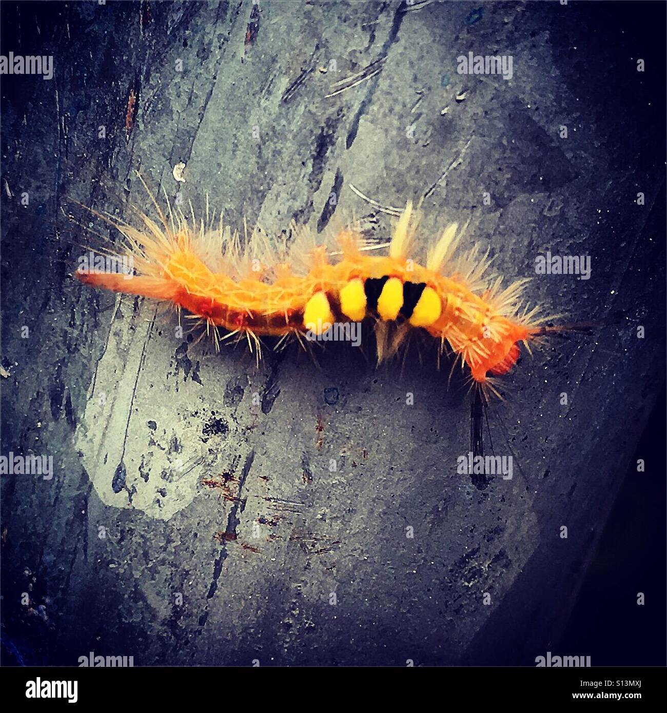 Seltsame Orange Raupe - Smartphone-aufgenommenes Stockfoto