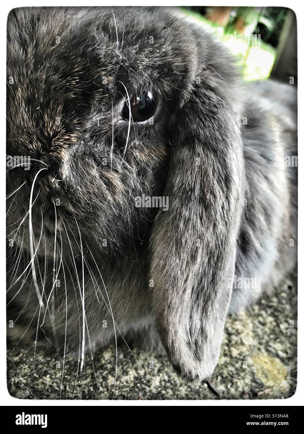 Mini lop eared rabbit Stockfoto