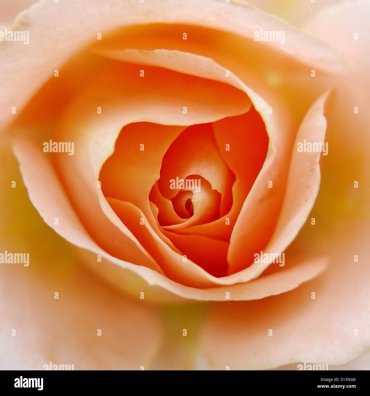 Perfekte rose Stockfoto