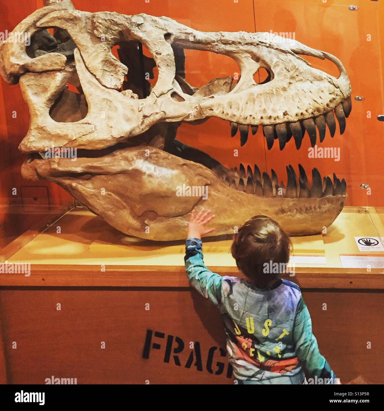 Ein kleiner Junge ist fasziniert von den großen fossilen Schädel eines Dinosauriers in einem museum Stockfoto