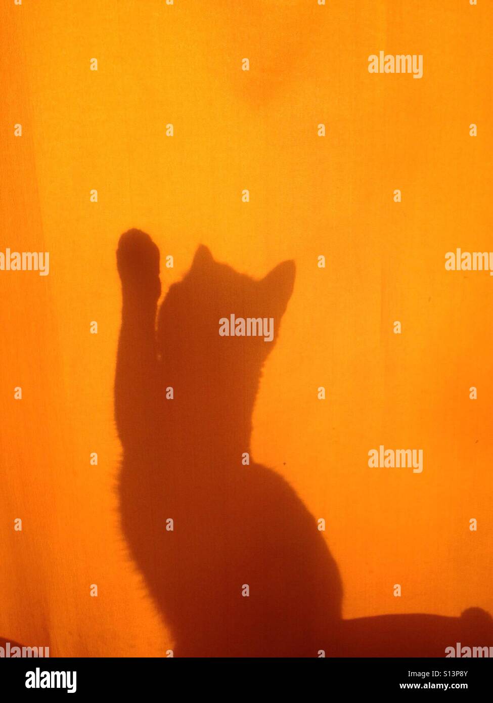 Katze-Schatten Stockfoto