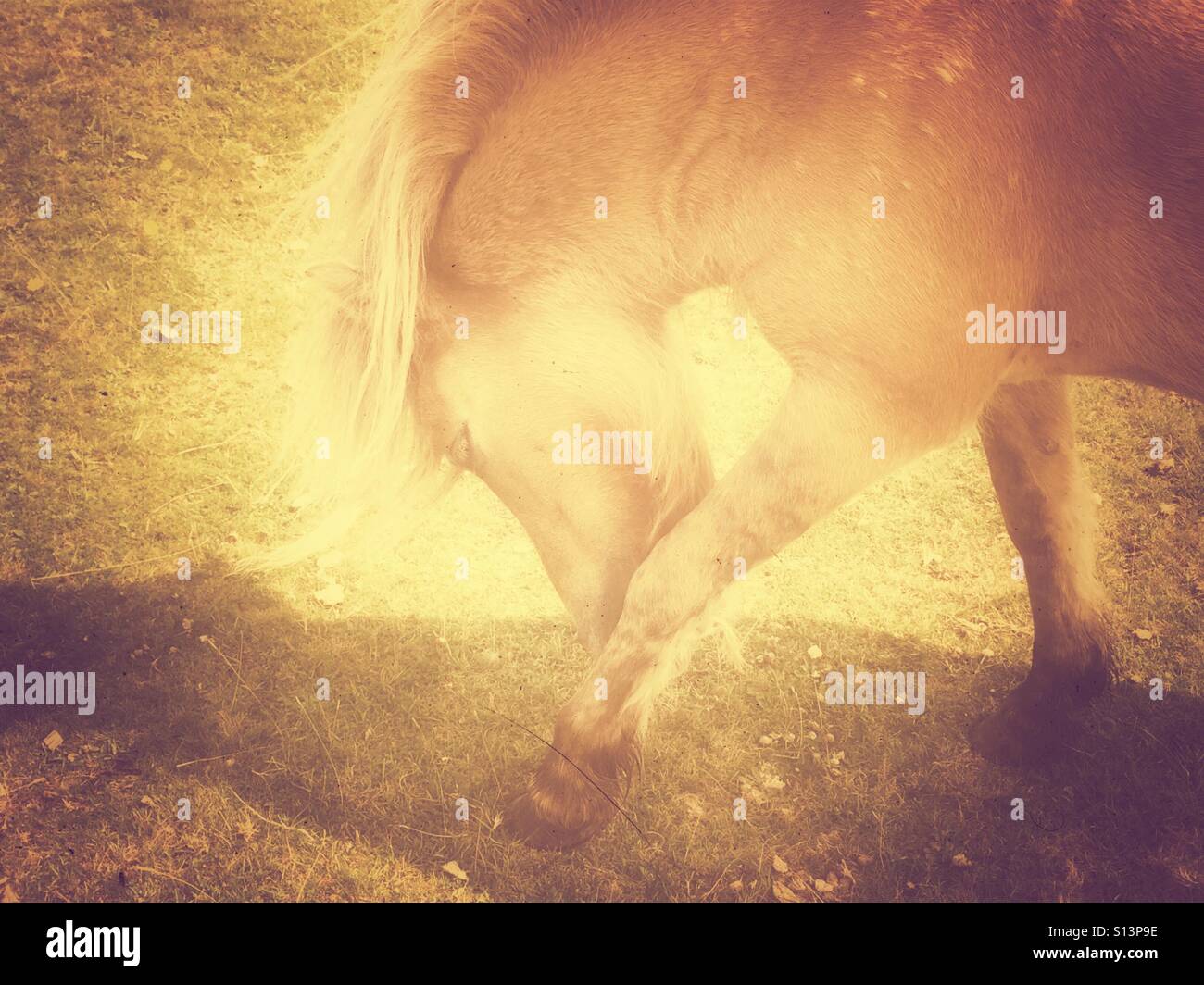 Dartmoor pony Stockfoto