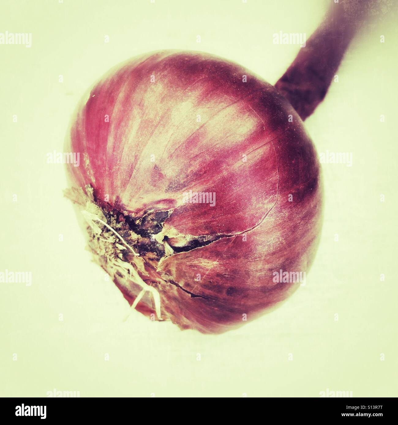 Rote Zwiebel - Smartphone-aufgenommenes Stockfoto