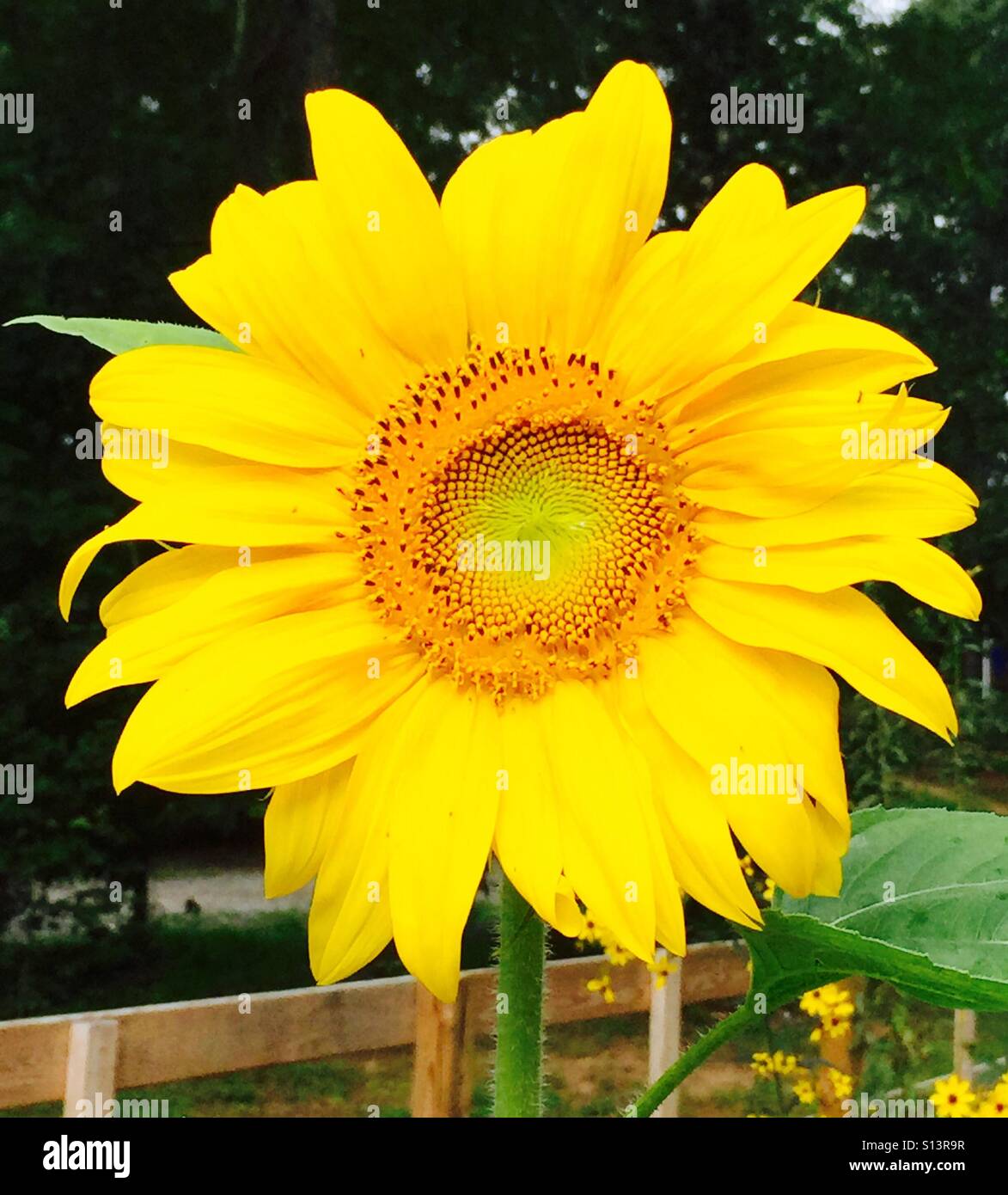 Gelbe Sonnenblumen Stockfoto