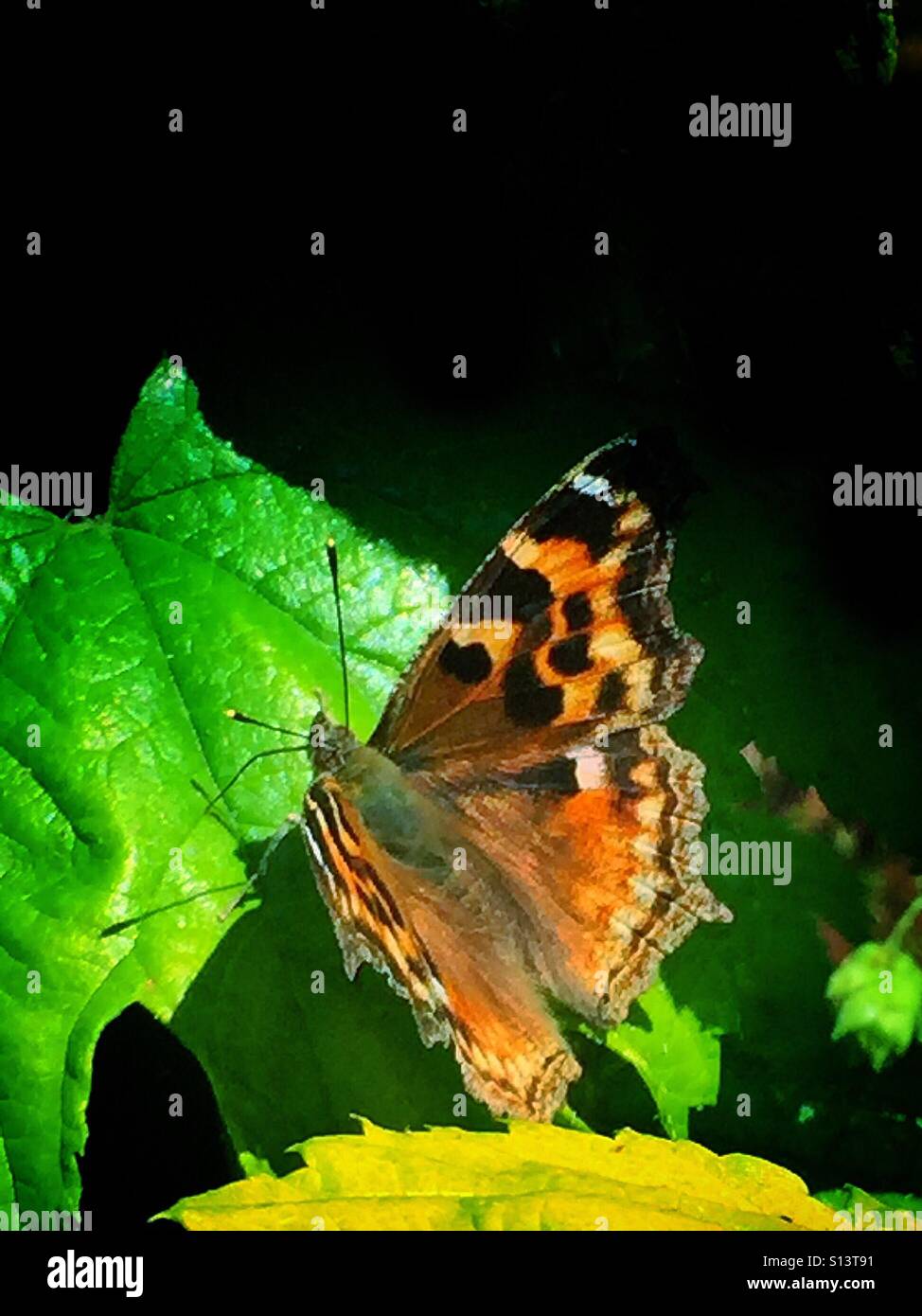 Schmetterling auf einem grünen Blatt - Smartphone-aufgenommenes Stockfoto