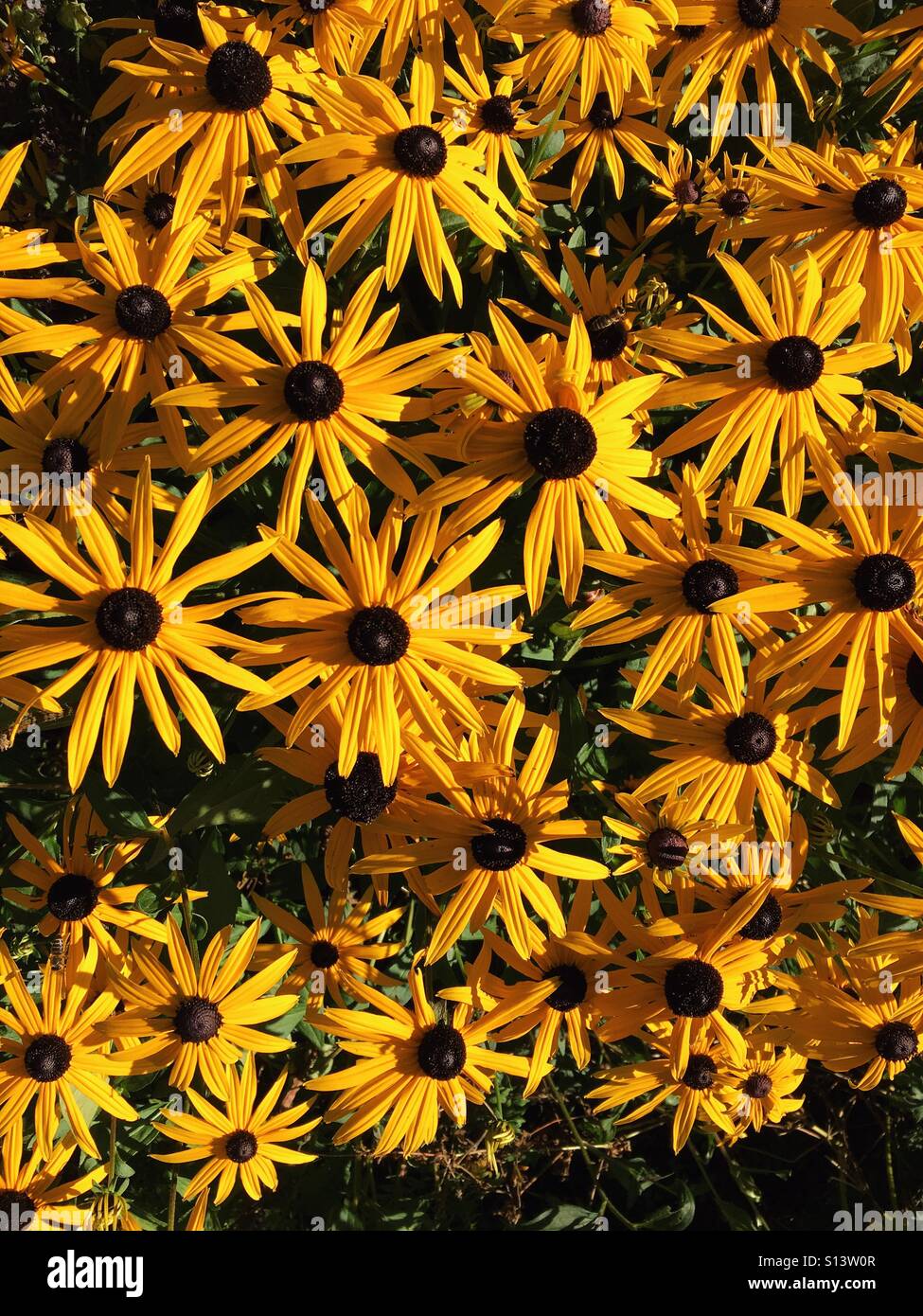 Blick von oben "Gloriosa" Margeriten in einem Feld Stockfoto