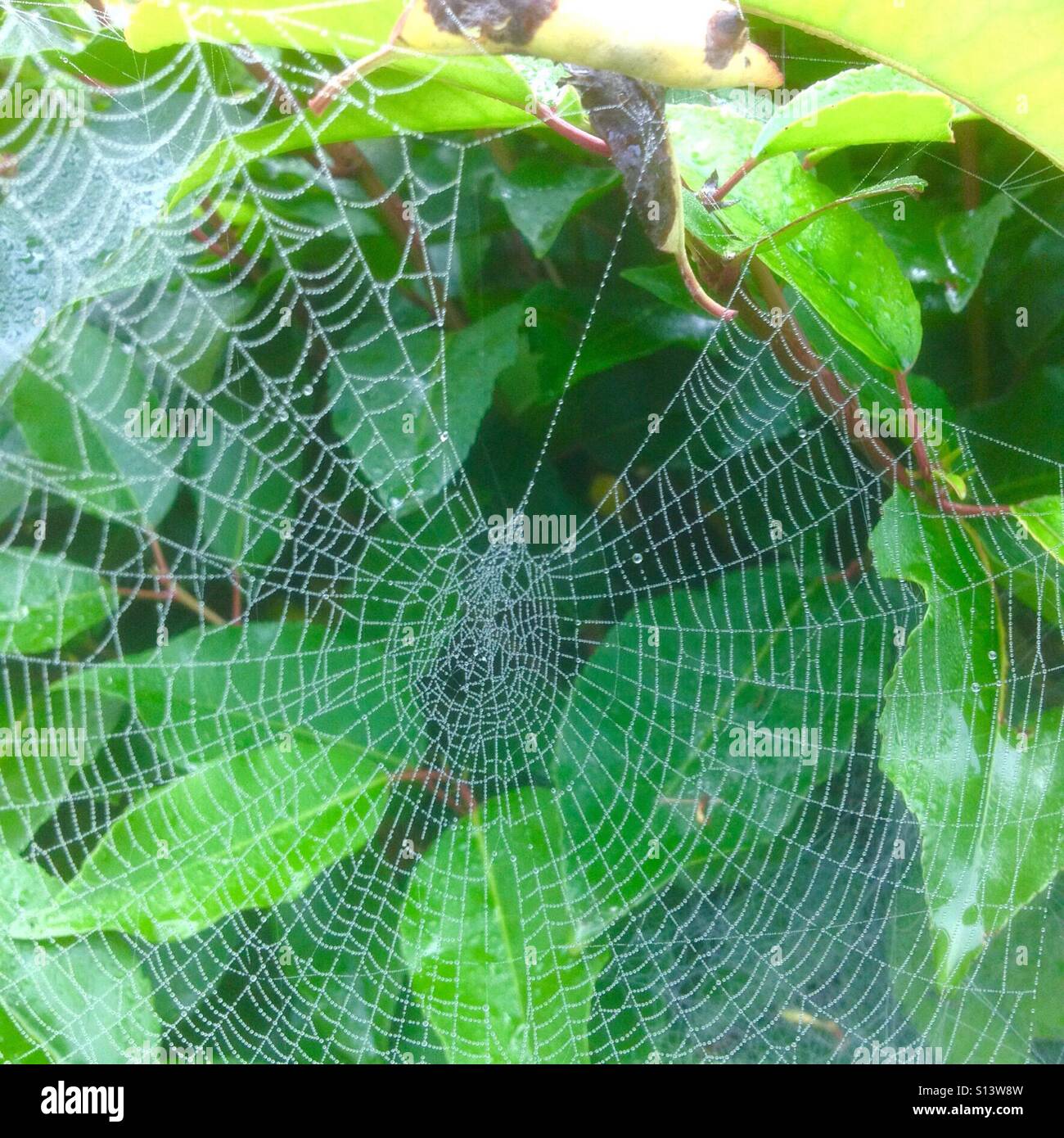 gemeinsamer Garten Spinnennetz Stockfoto