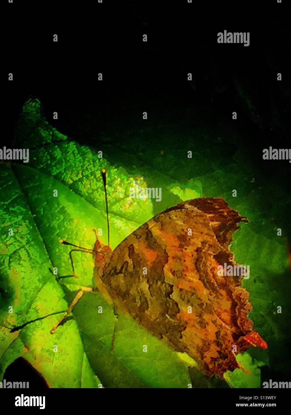 Bunte Schmetterling - Smartphone-aufgenommenes Stockfoto