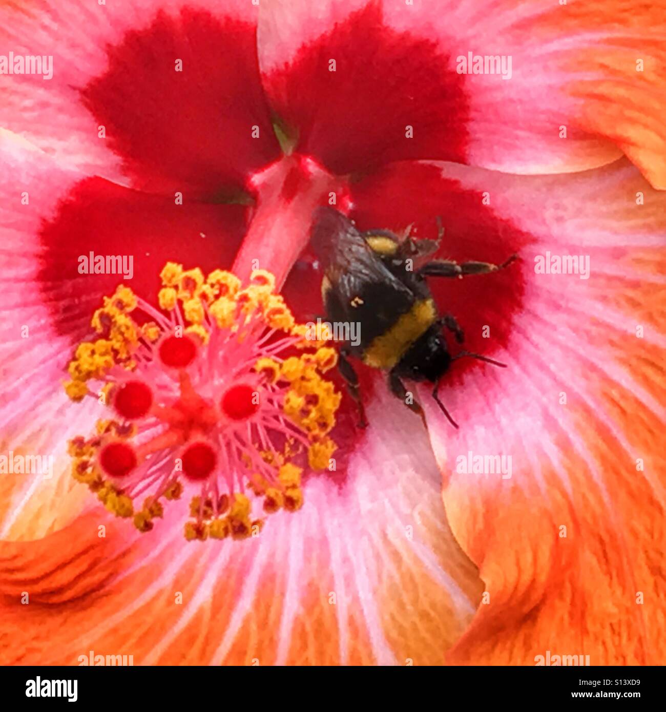 Biene in einer Hibiskusblüte - Smartphone-aufgenommenes Stockfoto