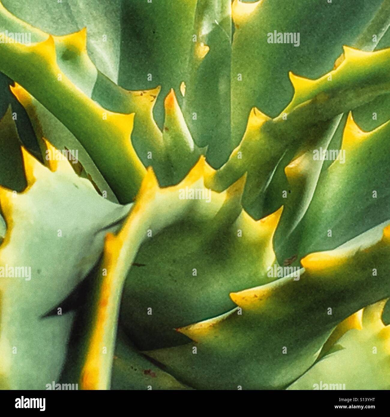 Rote heiße Poker Kaktus, Nahaufnahme - Smartphone-aufgenommenes Stockfoto