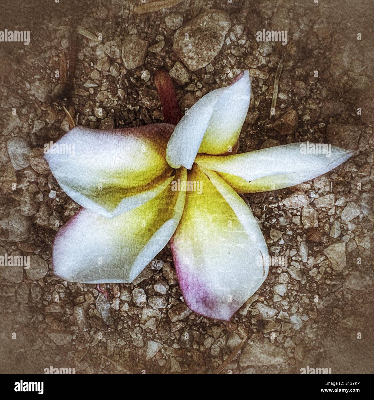 Frangipani Blume, zu Boden gefallenen - Smartphone-aufgenommenes Stockfoto
