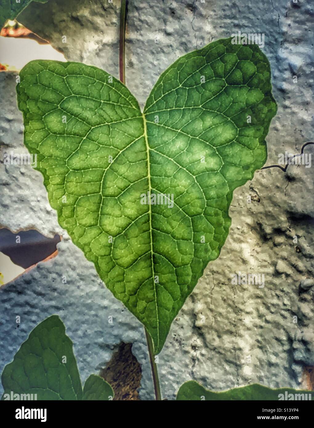Herzförmige Blätter Stockfoto