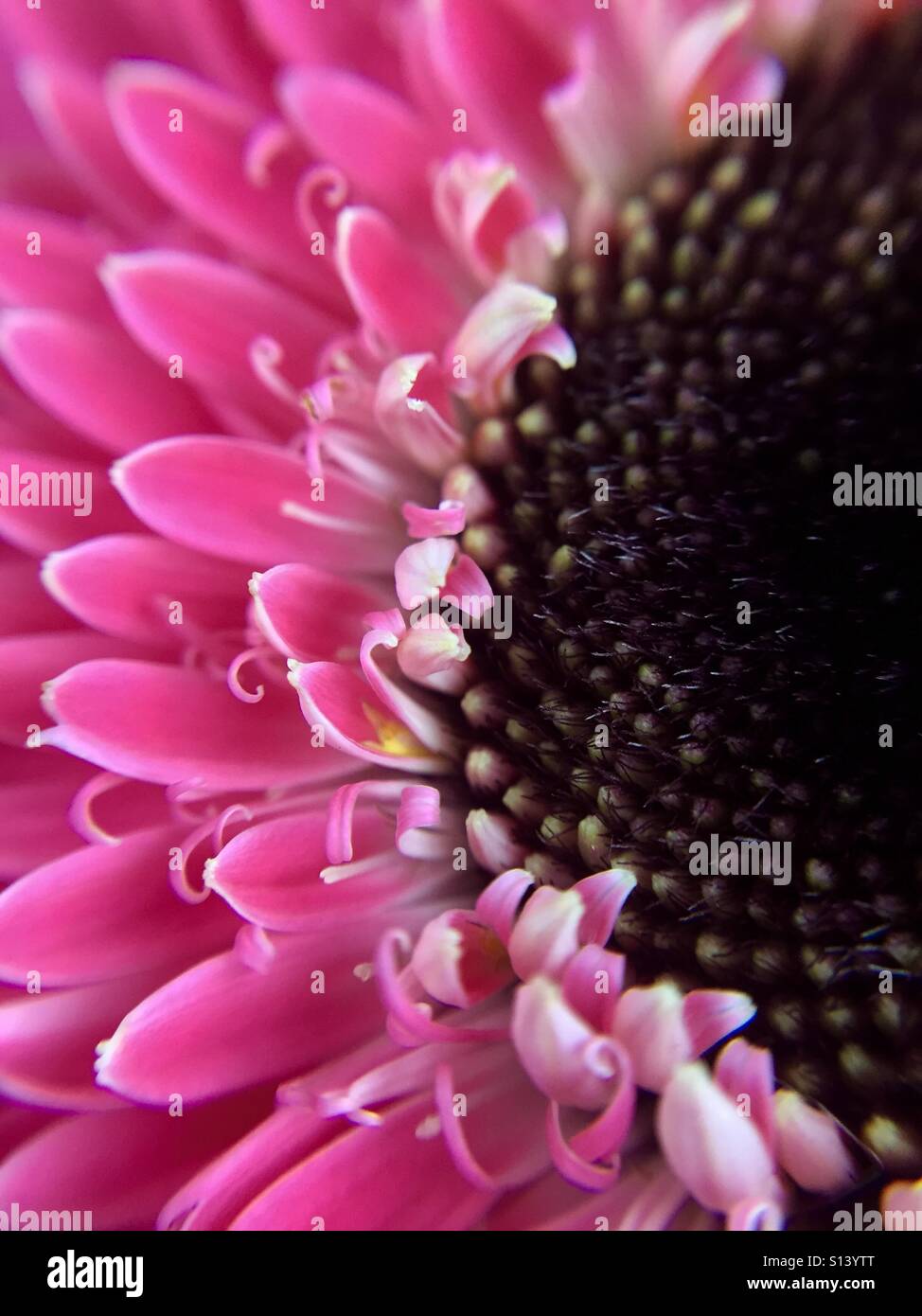 Nahaufnahme von einem rosa Gerbera Daisy Stockfoto