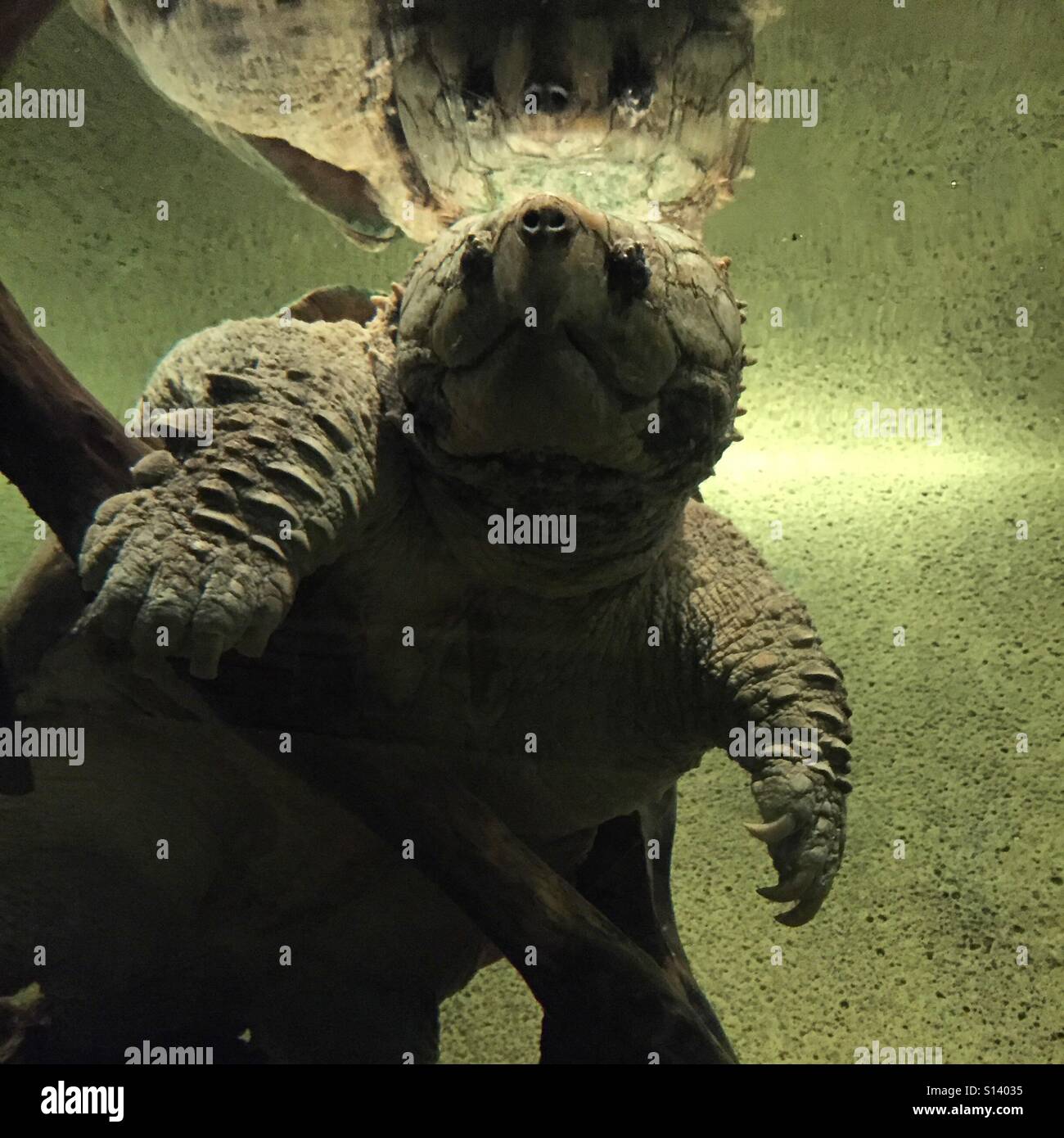 Unterwasser Schildkröte an New Orleans Audubon Zoo Stockfoto
