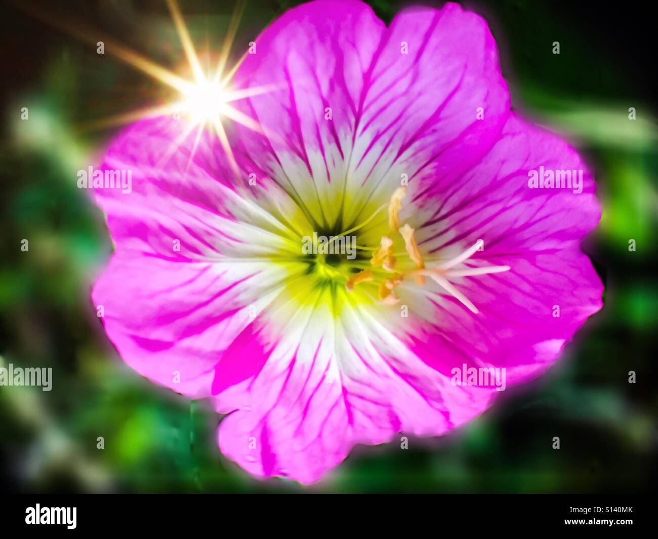 Blumiger Sonnenschein. Erweiterte Helligkeit. Symbol der Hoffnung und des Lichts, Ontario, Kanada - Smartphone-aufgenommenes Stockfoto