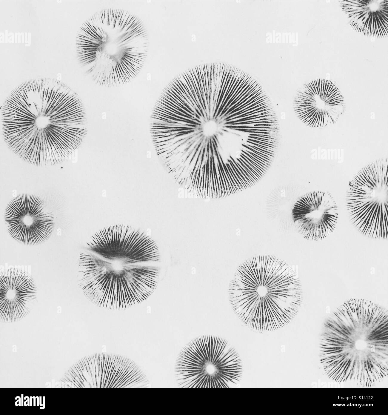 Pilz Spore wird auf weißem Papier gedruckt. Pilze gesammelt auf Maui. Stockfoto