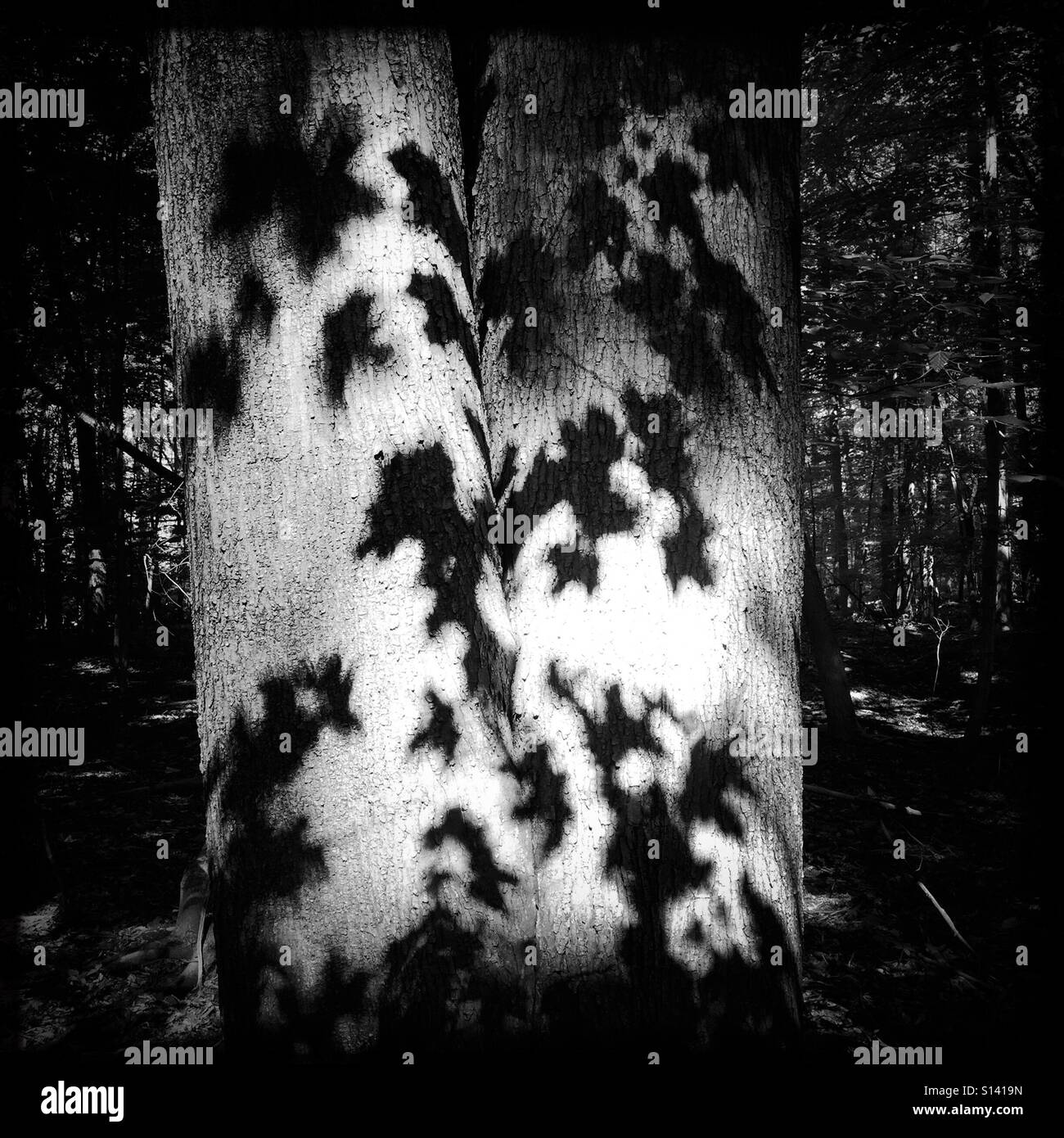 Blätter, die Schatten auf dem Stamm eines Baumes im Wald Stockfoto