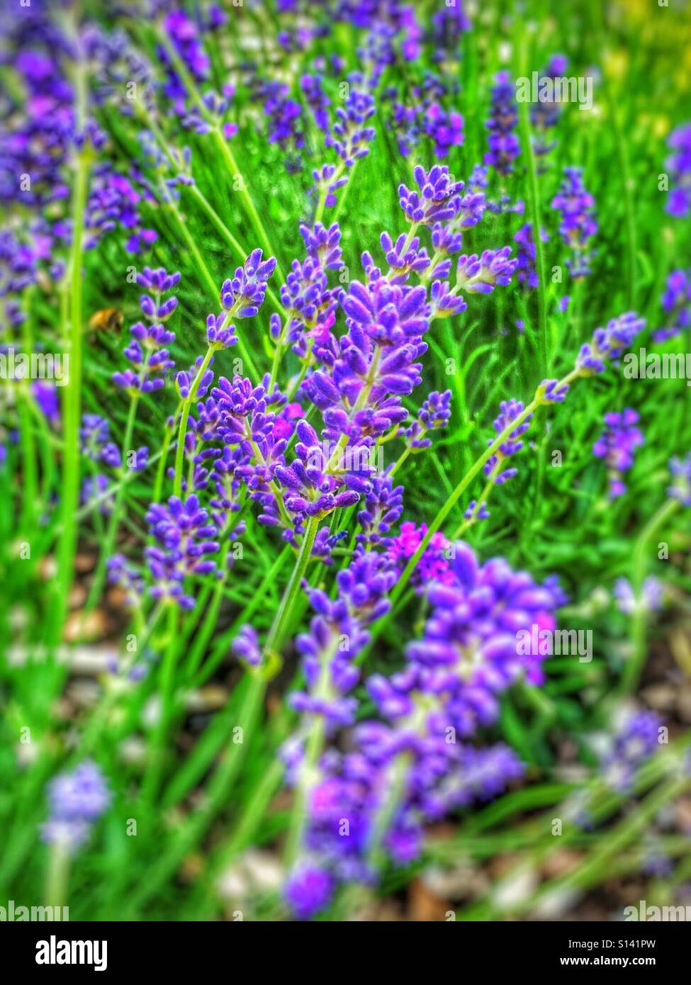 Lila Lavendelblüten Nahaufnahme England Vereinigtes Königreich Großbritannien Großbritannien Großbritannien Großbritannien Großbritannien Großbritannien Großbritannien - Smartphone-aufgenommenes Stockfoto