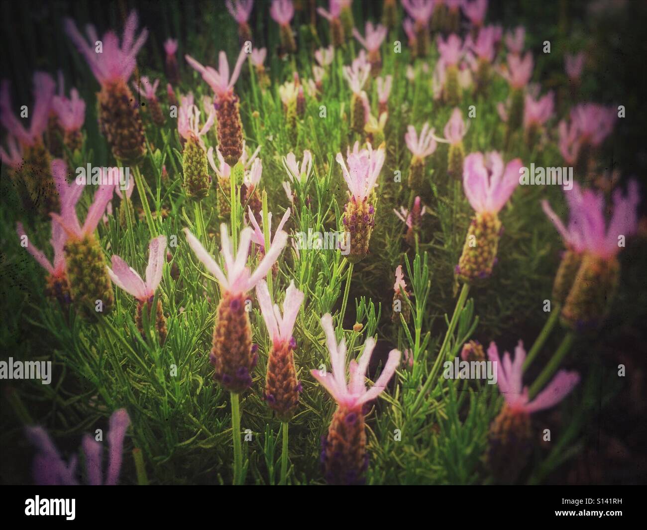 Lavendelblumen England Vereinigtes Königreich Großbritannien Großbritannien Großbritannien Großbritannien Großbritannien - Smartphone-aufgenommenes Stockfoto
