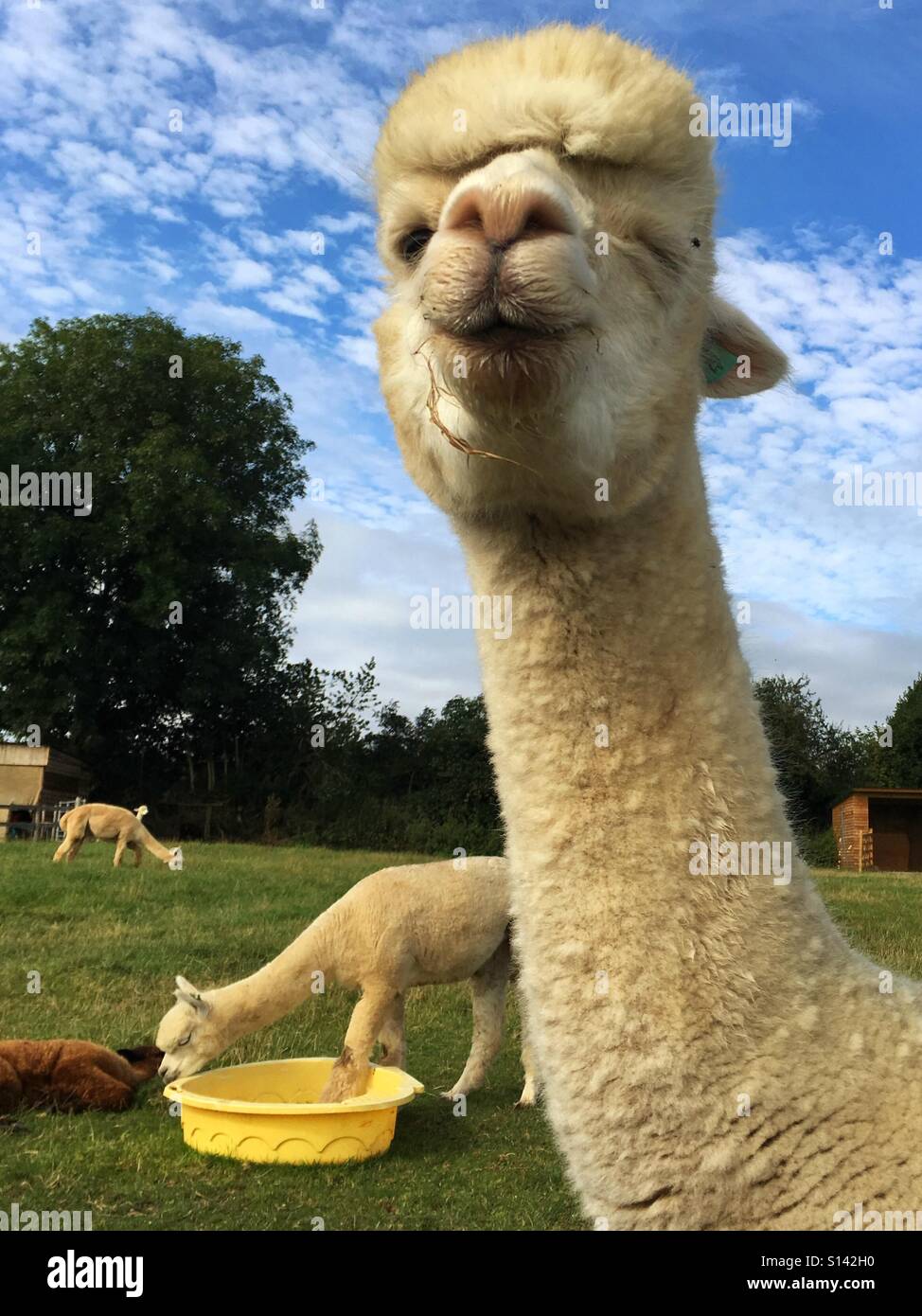Alpakas, Essen - Smartphone-aufgenommenes Stockfoto