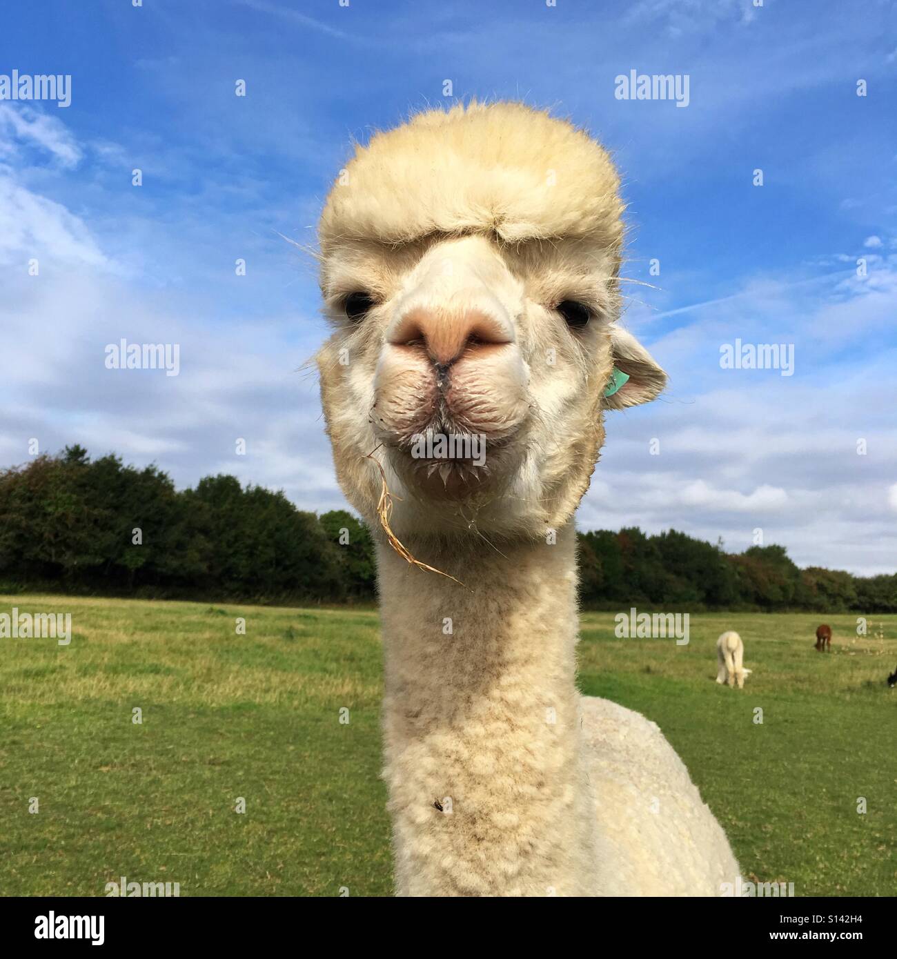 Alpakas in einem Feld - Smartphone-aufgenommenes Stockfoto